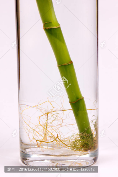 竹根