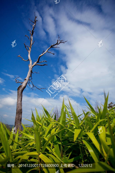 死樹