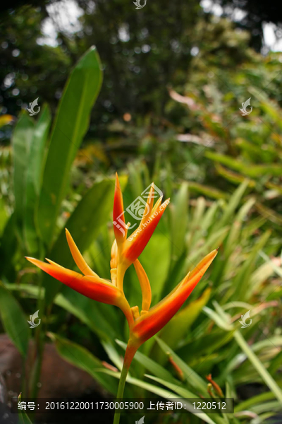 蝎尾蕉花