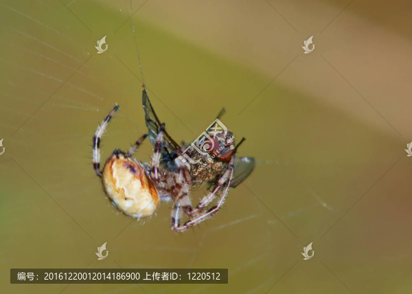 蜘蛛捉蒼蠅