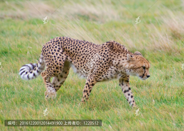 獵豹走
