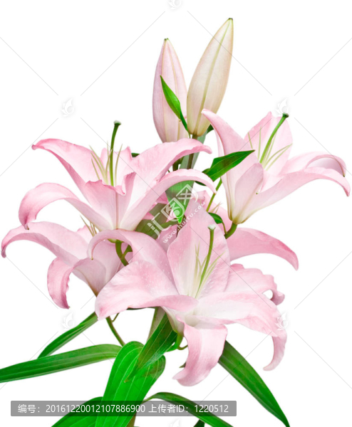 粉色的百合花