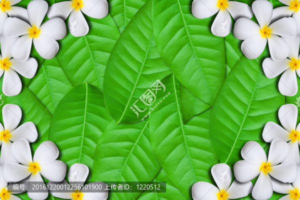 雞蛋花的框架