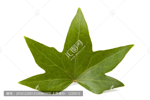 白色背景下的常春藤葉