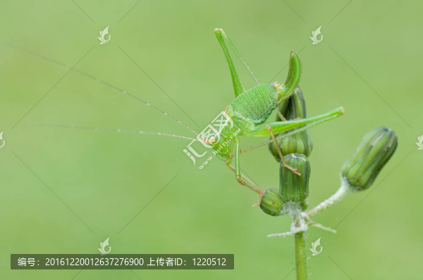 綠色的草斗