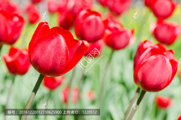 美麗的春天的花朵