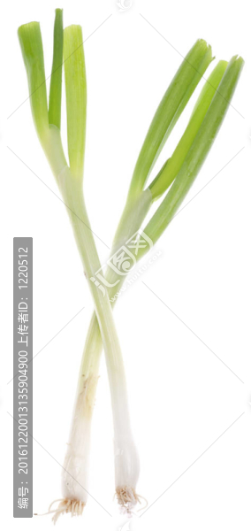 春天的綠洋蔥