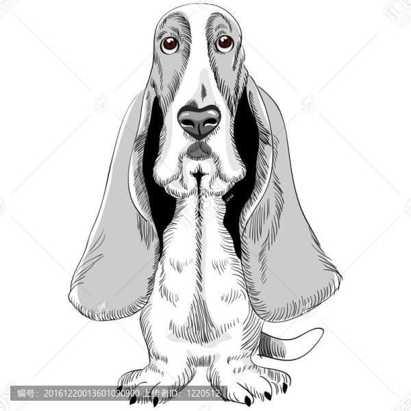 向量狗巴吉度獵犬品種