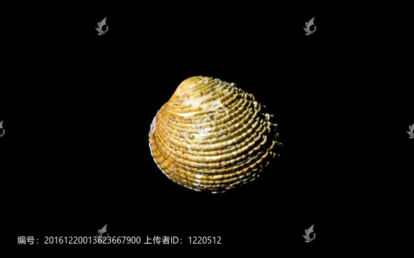 美麗的黑背景貝殼