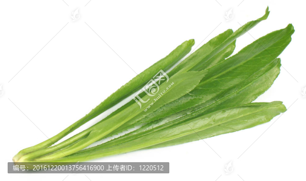 長(zhǎng)的香菜葉