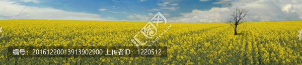 油菜田