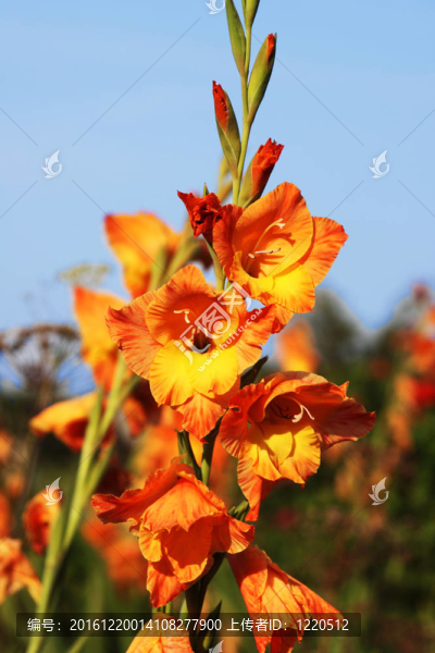 花園里紅色的唐菖蒲