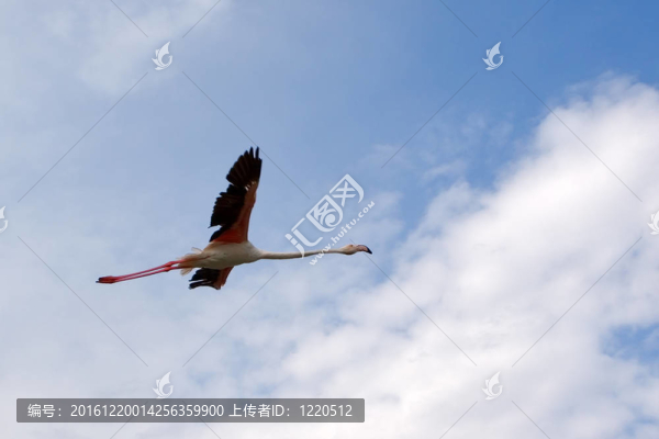 自由飛行