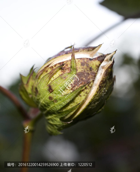 蕾期棉花