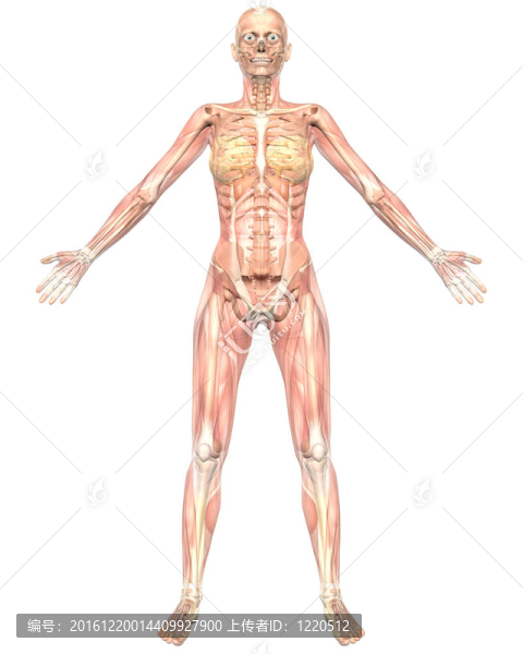女性肌肉解剖半透明前視圖