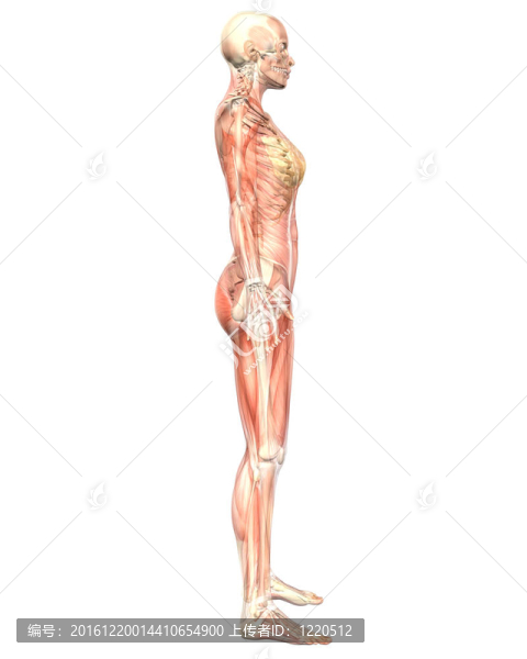 女性肌肉解剖學(xué)半透明側(cè)視圖
