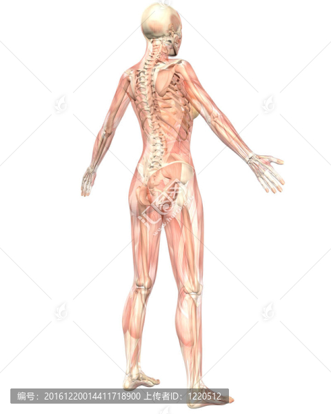 女性肌肉解剖半透明角度后視圖