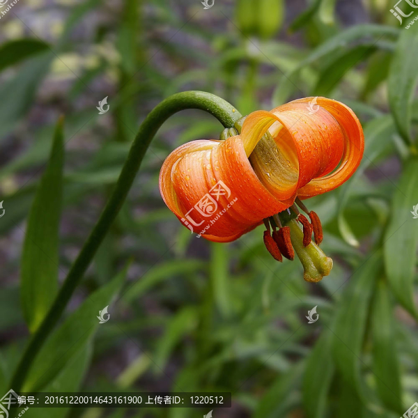 橙花
