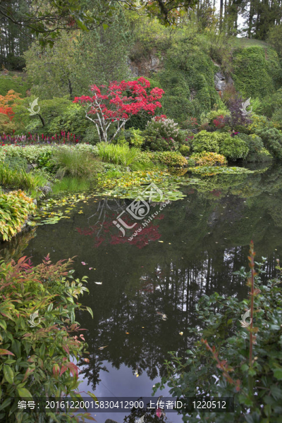 風(fēng)景的點(diǎn)綴--一棵有紅花的樹(shù)。