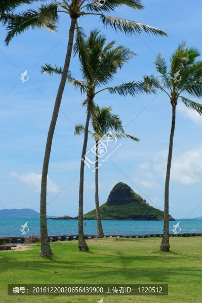 棕櫚樹和海洋瓦胡島海岸；夏威夷