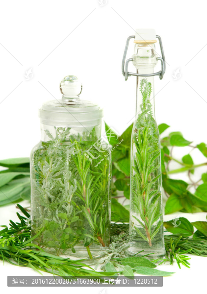 烹飪或醫(yī)藥用草藥