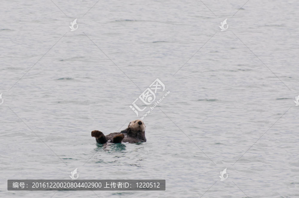 海獺