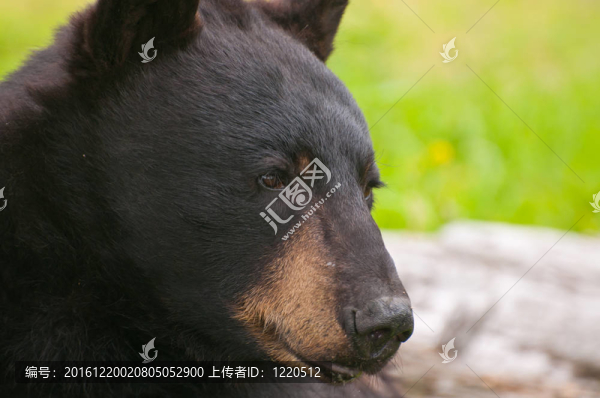 特寫鏡頭的熊