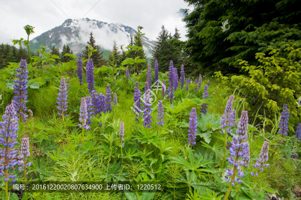 紫色的花和山
