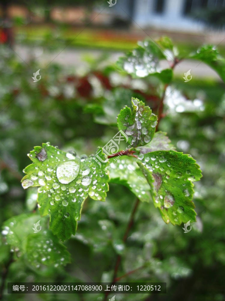 雨后的綠色植物生長(zhǎng)與露水