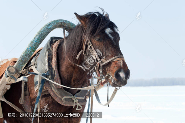 帶馬具的棕色馬頭。