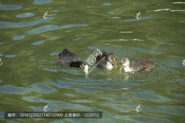 骨頂雞喂養(yǎng)它的兩個(gè)嬰兒