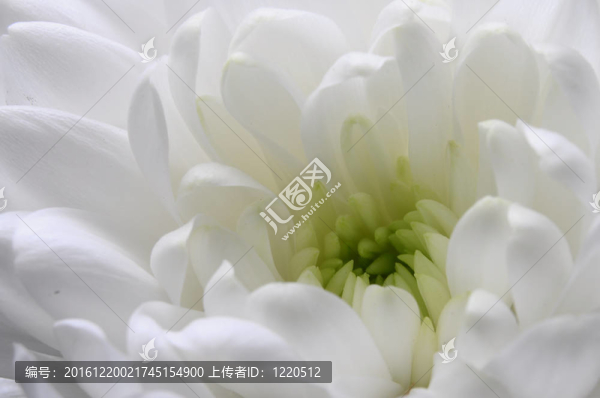 接近白紫菀花的觀點