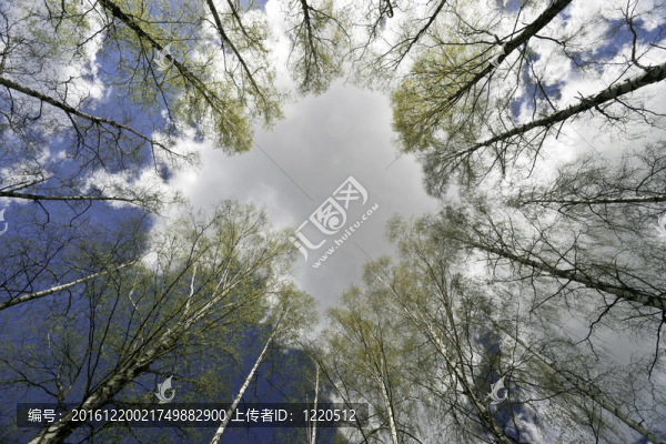 覺醒的樺樹圈