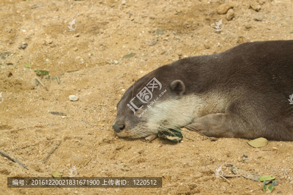水獺睡覺