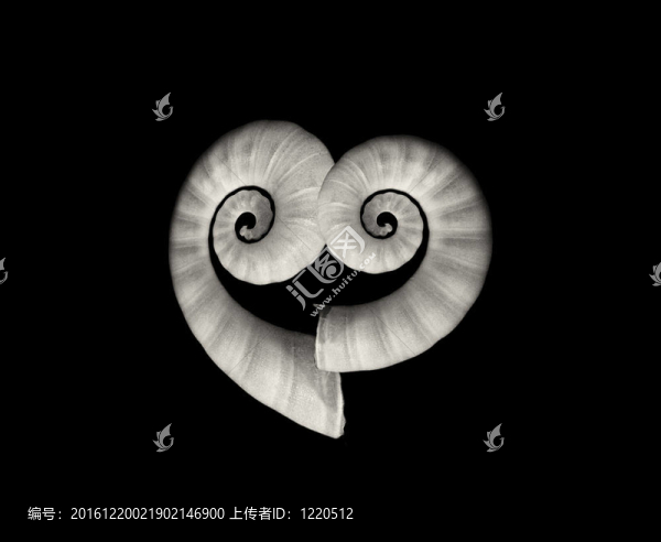 心；愛(ài)；象征；貝殼