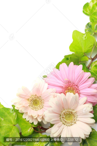 非洲菊、常春藤