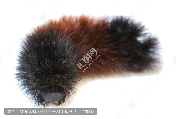 燈蛾科（Arctiidae）卡特彼勒宏