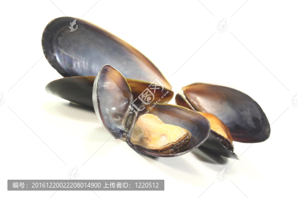 三新鮮貽貝