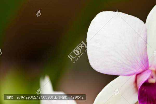 美麗的紫色蘭花