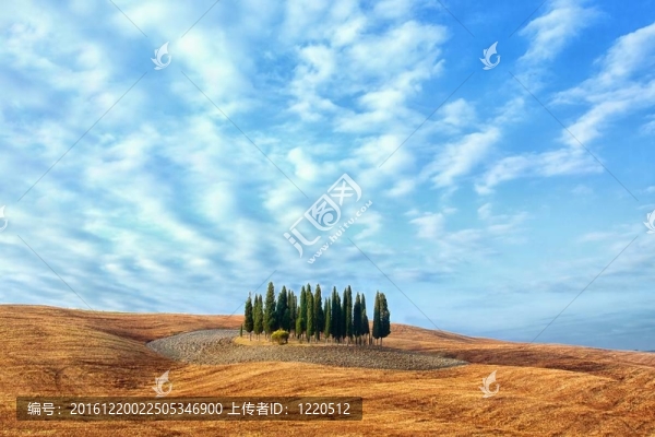 托斯卡納景觀-柏樹林