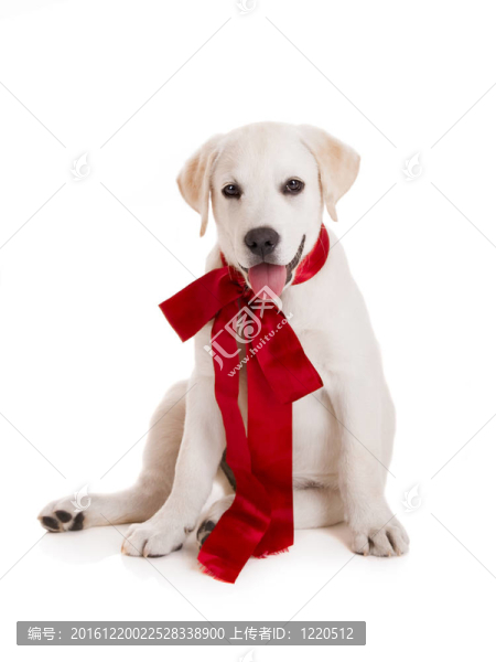 拉布拉多獵犬