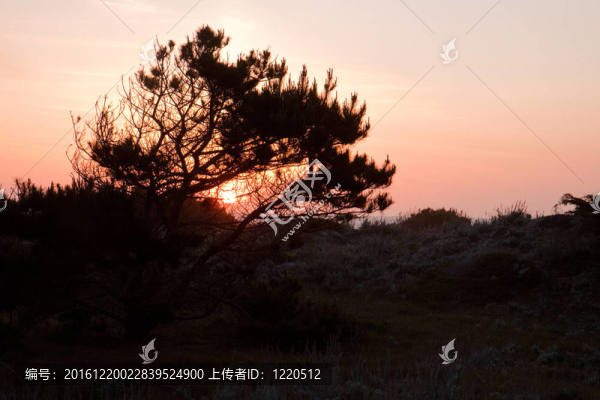 日落在蒙特雷松樹在Cal,Asilomar州立公園