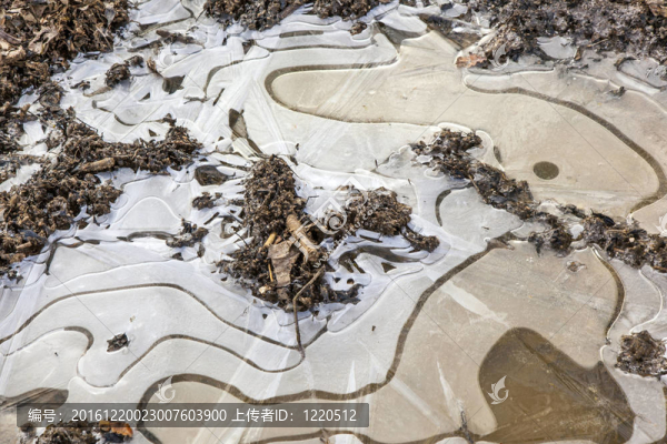 在橡樹林冰的水坑