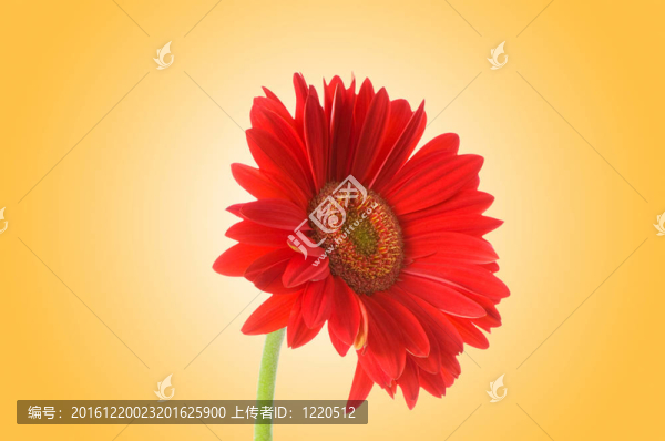 鮮花與漸變背景