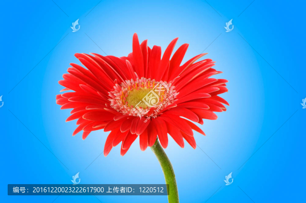 鮮花與漸變背景