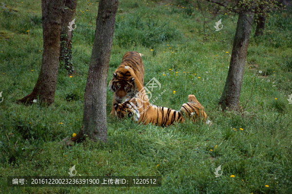 在peaugres動(dòng)物園草打兩只老虎；法國(guó)