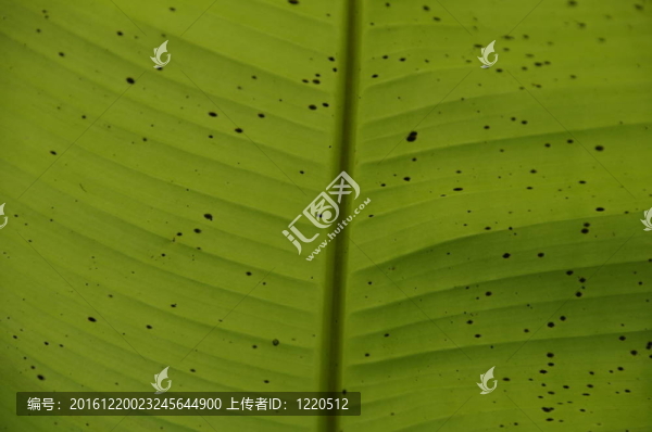 帶有紋理和背景的行和斑點(diǎn)的綠色香蕉葉