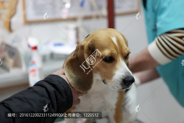 狗在手術(shù)準(zhǔn)備室的獸醫(yī)。