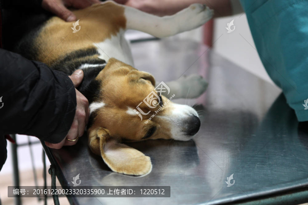 狗在手術準備室的獸醫(yī)。