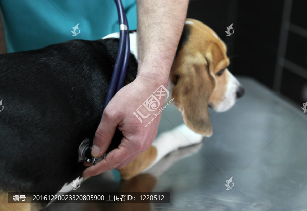 狗在手術(shù)準(zhǔn)備室的獸醫(yī)。